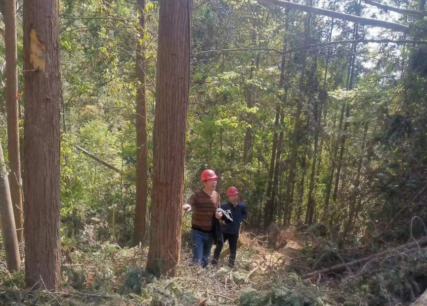 “兩節(jié)”前夕，“綠盾”行動——福建金森嚴格把關林木采伐施工